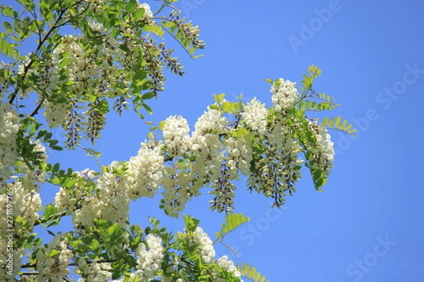 Obraz ニセアカシア（青空バック）　Locust tree	