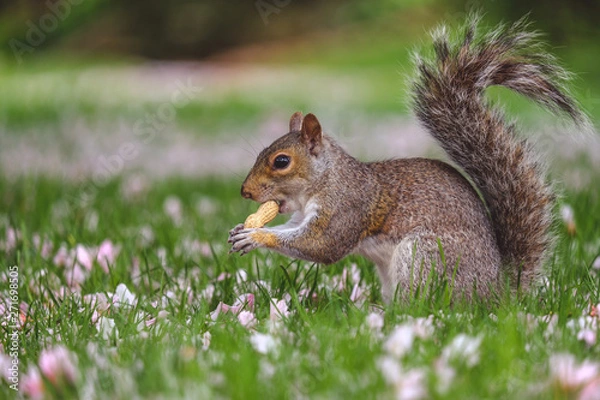 Obraz Squirrel eating peanut while sitting in grass