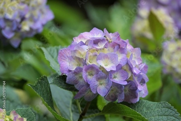 Fototapeta 紫陽花