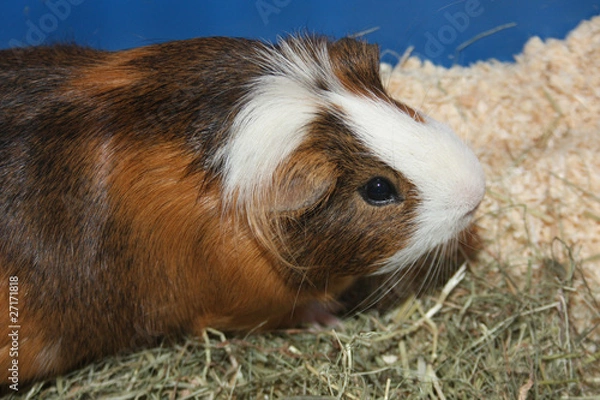 Fototapeta cochon d'inde