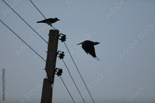 Obraz bird on wire