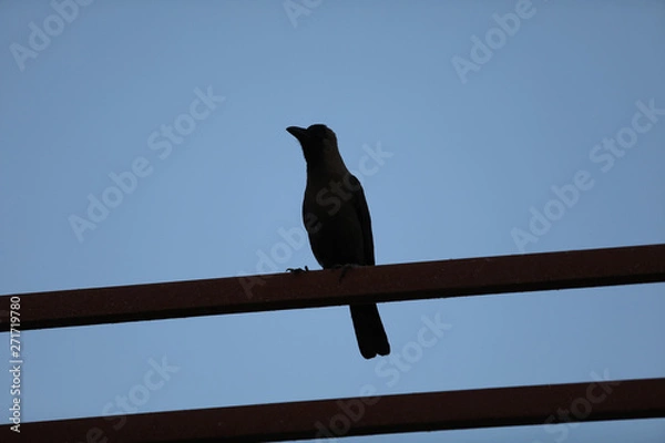 Obraz bird on branch