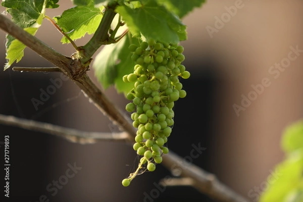 Obraz grapes on the vine