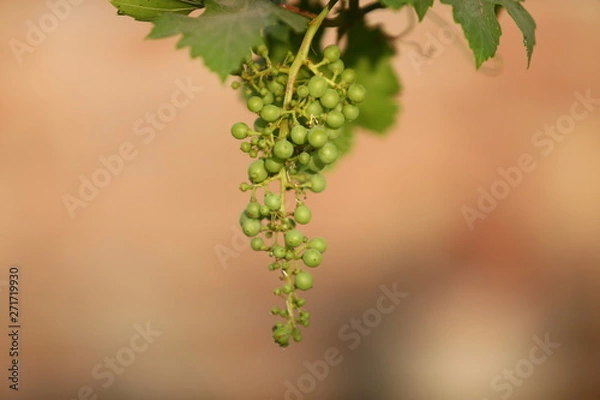 Obraz tree with green leaves