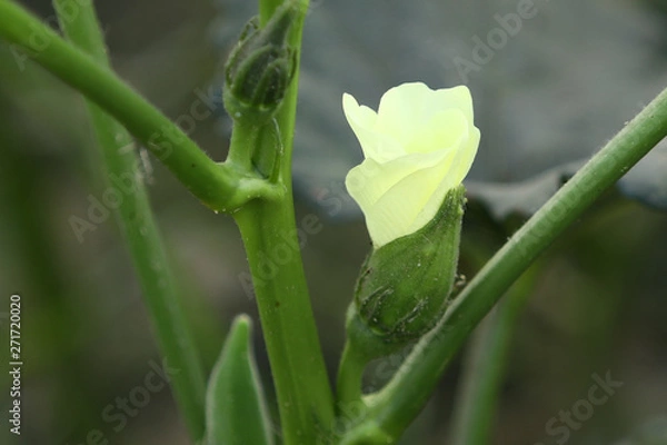 Obraz flower in garden