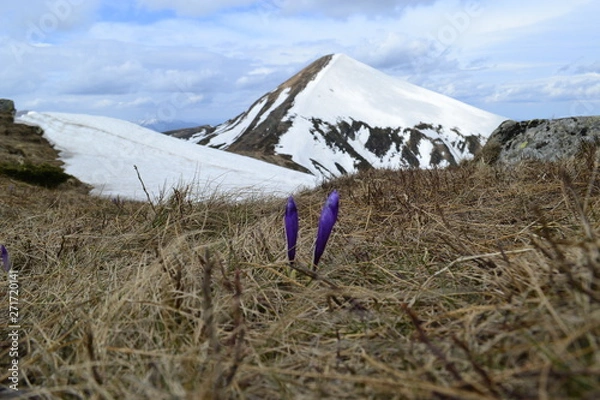 Obraz Crocuses, Mount Hoverla, spring in the Carpathians