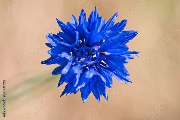 Fototapeta Kornblume