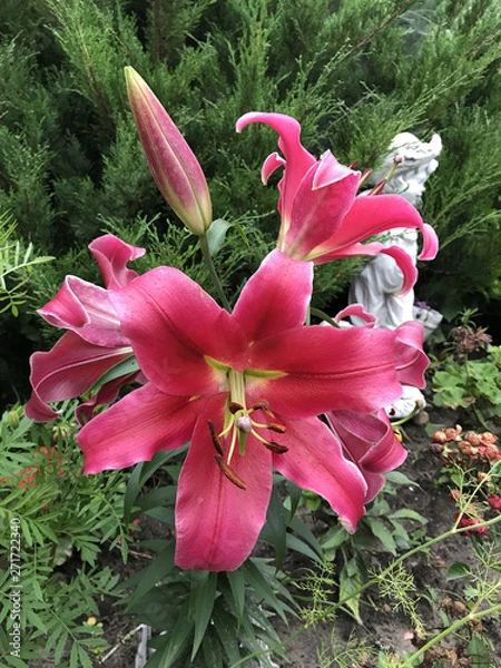 Fototapeta bright pink lily bloomed in the garden in the country on the background of the sculpture in the form of a boy