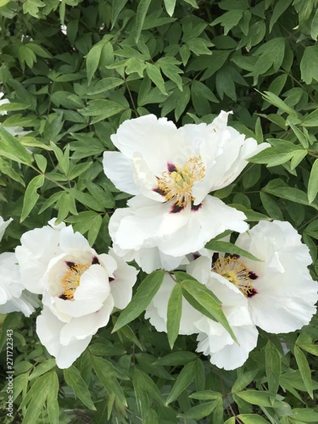 Fototapeta white peonies bloomed in the garden in the country on the background of green leaves