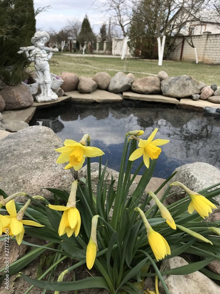 Fototapeta yellow daffodils bloomed in the garden in the country near the reservoir and sculptures in the form of a boy