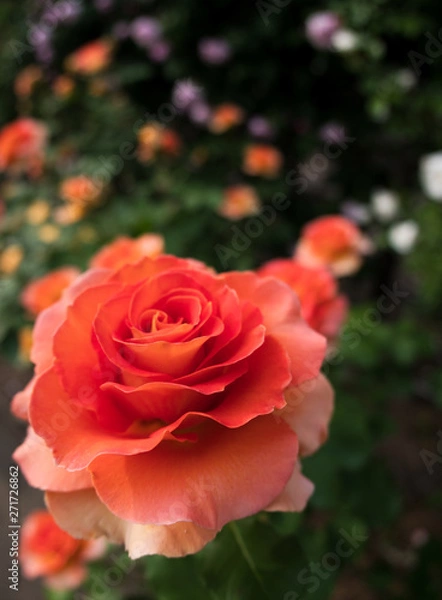 Obraz Orange Rose