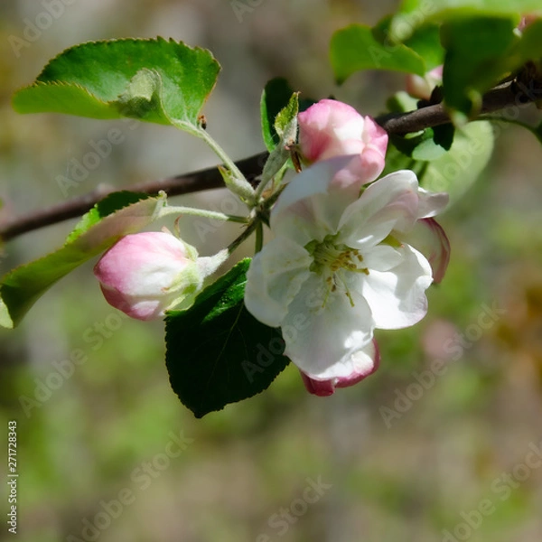 Obraz Flowering apple