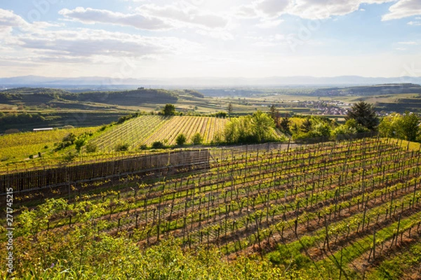 Fototapeta Kaiserstuhl_9042