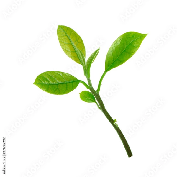 Fototapeta branch of leaves of avocado isolated on white background