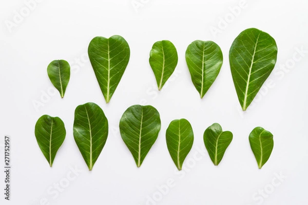 Obraz Adenium leaves layout on white background. Tropical summer pattern. Flat lay, top view with copy space.