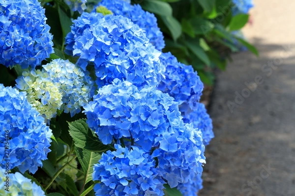 Obraz 道端に咲く紫陽花