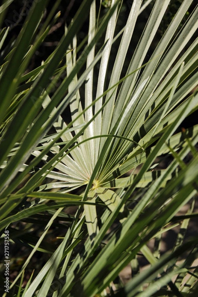 Obraz Geometrical palm