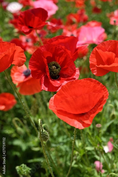 Obraz シャレーポピー