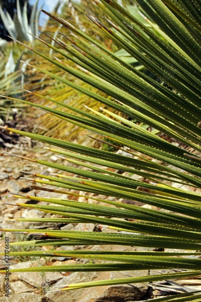 Obraz Cactus piquant