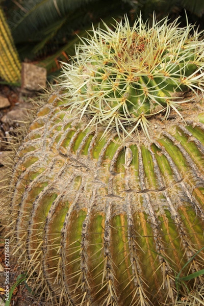 Obraz Cactus