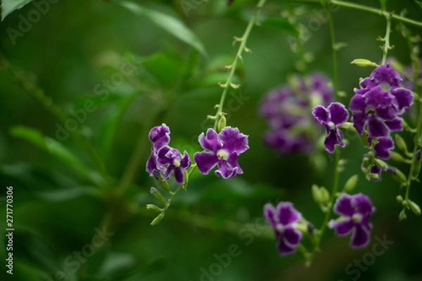 Obraz dainty flower blurred background