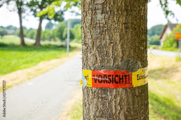 Fototapeta Oak processionary spinner on a tree with warning