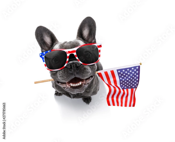Obraz independence day 4th of july dog