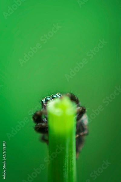 Obraz Jumping Spider on a green background. Selective focus.