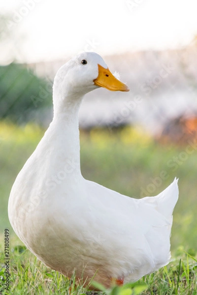 Obraz White duck 1