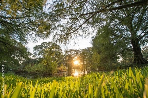 Obraz Golden hour down by the river