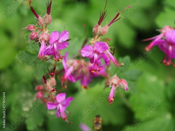Obraz Pinke Blumen mit grünem Hintergrund.
