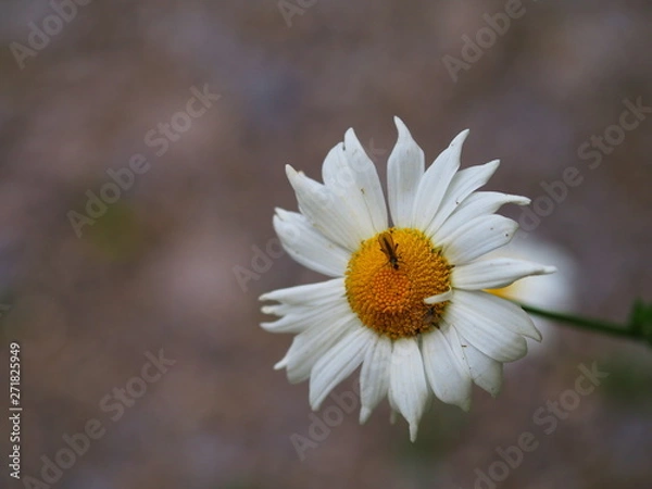 Obraz Margerite mit einer Fliege.