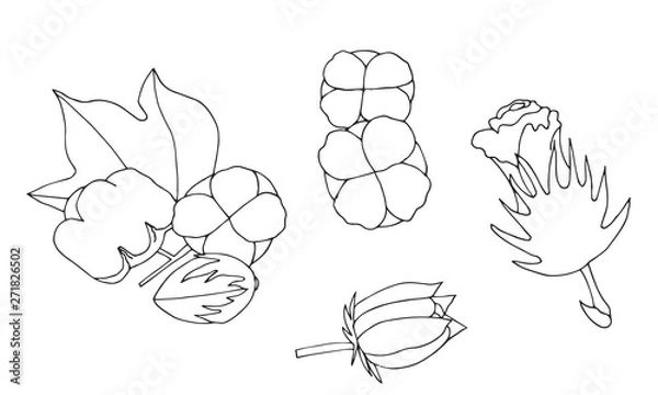 Fototapeta Collection of hand drawn cotton. vector sketch of the cotton set.