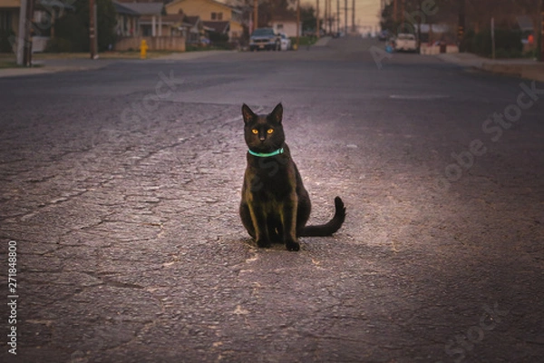 Obraz cat in street