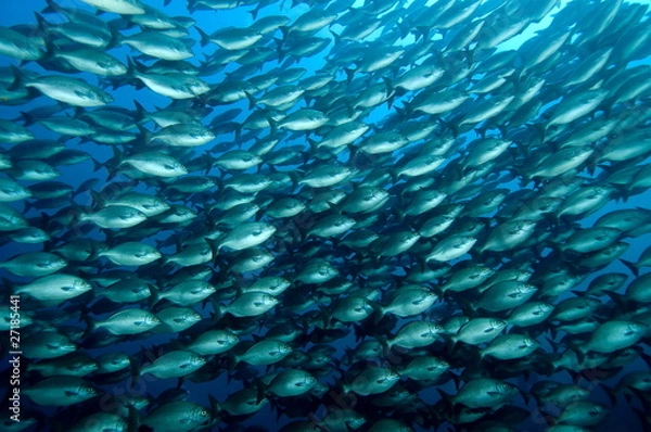 Obraz ławica ryb 01