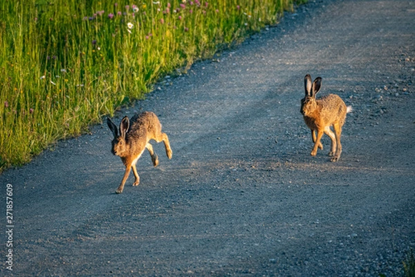 Obraz Hase und Häsin
