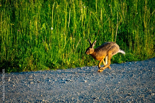 Obraz Laufender Hase