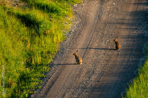 Obraz Feldhasen am Forstweg