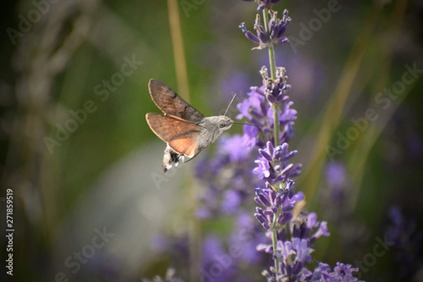 Fototapeta Hummingbird hawk-moth