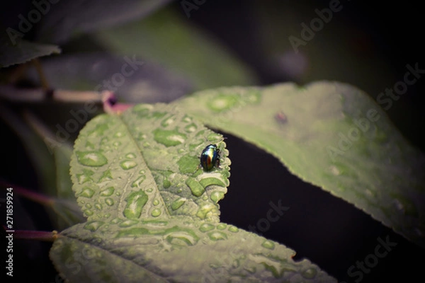 Fototapeta Green bug on a leaf