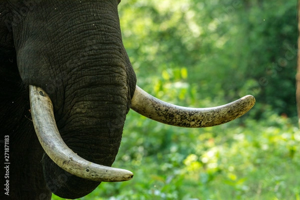 Obraz Słoń z Kabini