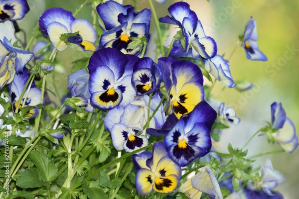 Obraz Beautiful Blue Flowers