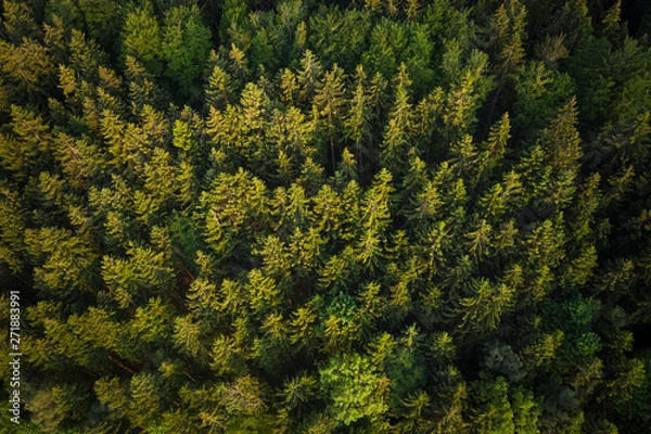 Obraz Nadelwald von oben in Niedersonthofen