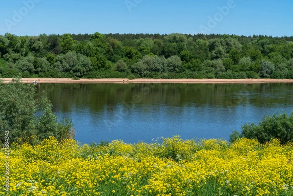Obraz Цветение сурепки на берегу реки Оки. Таруса.