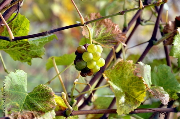 Fototapeta Weintrauben im Herbst