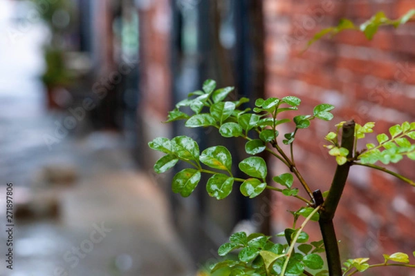 Fototapeta 雨に濡れた植物とレンガの壁