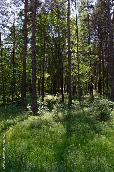 Fototapeta trees in the forest