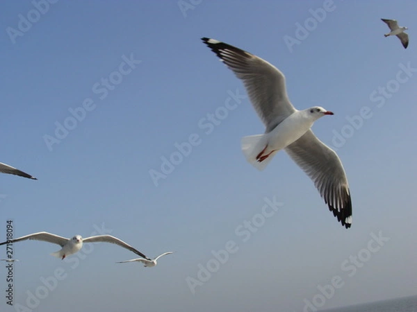 Obraz Seagull bird