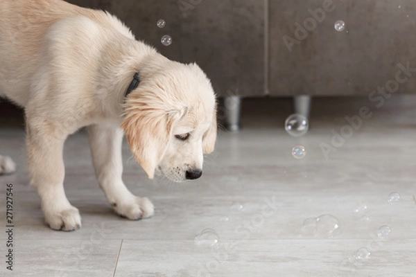 Fototapeta golden retriever puppy playing on wooden floor with soap bubbles in the room