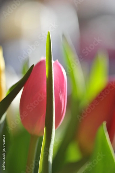 Obraz tulipan różowy